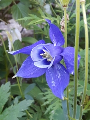 Aquilegia alpina