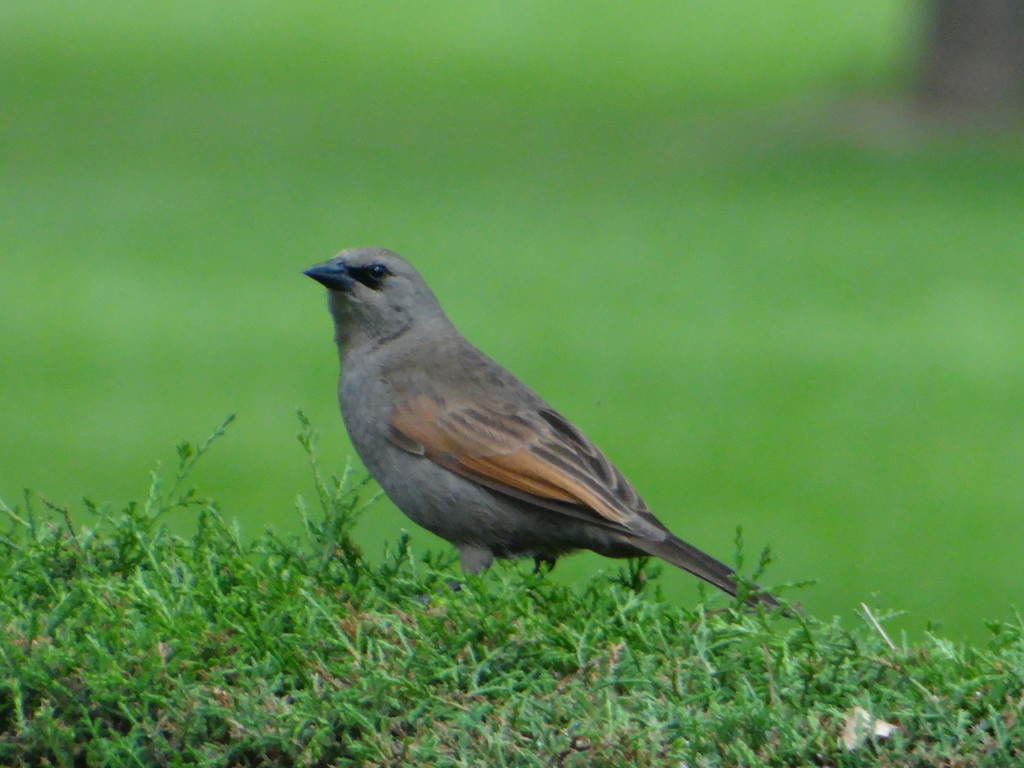Greyish Baywing