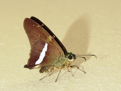 Aguna aurunce