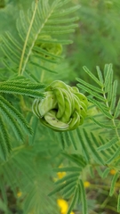 Desmanthus illinoensis