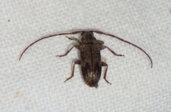 Exocentrus adspersus
