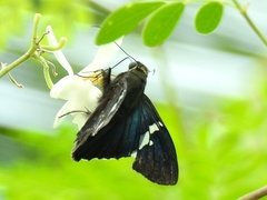 Astraptes janeira