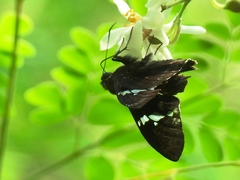Astraptes janeira