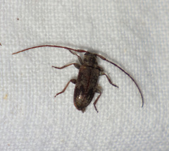 Exocentrus adspersus