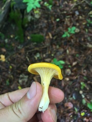 Cantharellus flavus