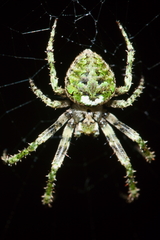 Cryptaranea subcompta