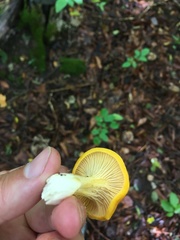 Cantharellus flavus