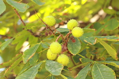 Aesculus hippocastanum