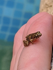 Eleutherodactylus planirostris