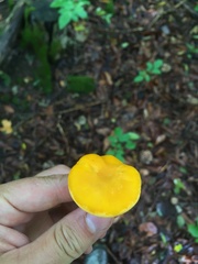 Cantharellus flavus