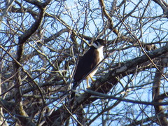 Micrastur semitorquatus