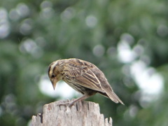 Leistes militaris