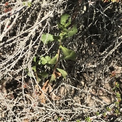 Hazardia squarrosa grindelioides