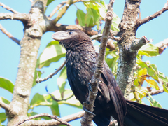 Crotophaga ani