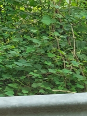 Rubus phoenicolasius