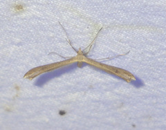 Stenoptilia