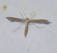 Stenoptilia