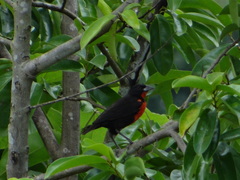 Leistes militaris