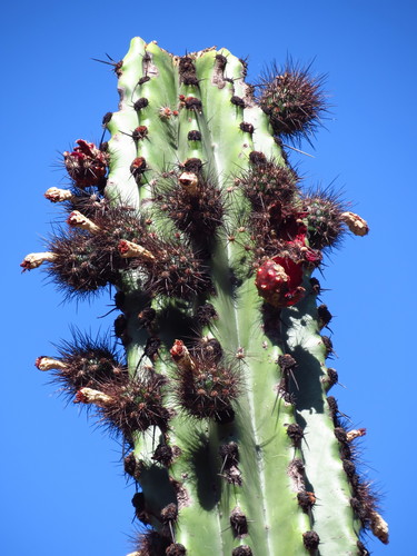 Stenocereus martinezii
