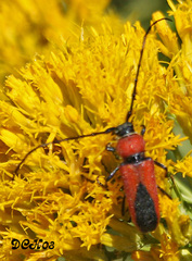 Crossidius coralinus