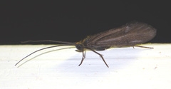 Sericostoma