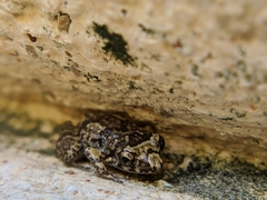 Eleutherodactylus planirostris