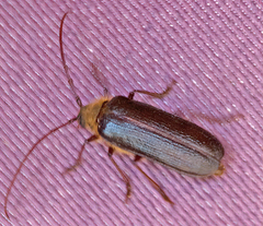 Tragosoma depsarium