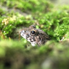 Fejervarya kawamurai
