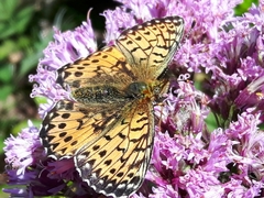 Boloria titania