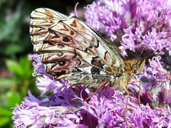 Boloria titania
