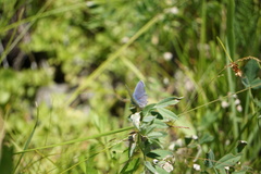 Cupido amyntula