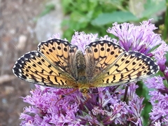 Boloria titania