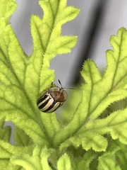 Agroiconota bivittata