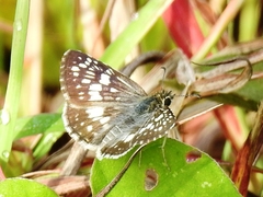 Burnsius adepta