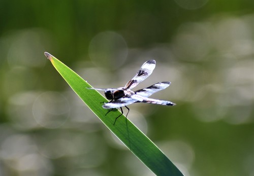Twelve-spotted Skimmer