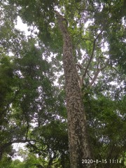 Pradosia colombiana