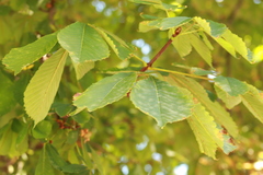 Aesculus hippocastanum