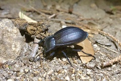 Stenomorpha marginata