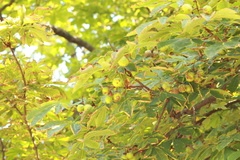 Aesculus hippocastanum