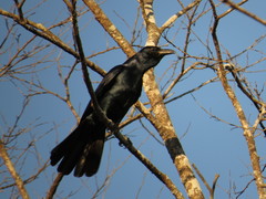 Corvus sinaloae