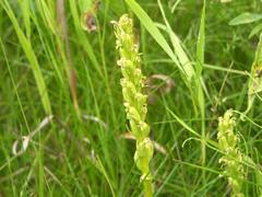 Platanthera aquilonis