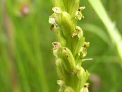 Platanthera aquilonis