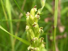 Platanthera aquilonis