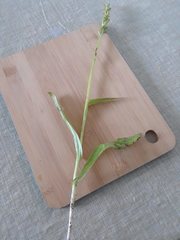 Platanthera aquilonis