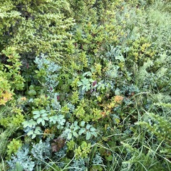 Sanguisorba officinalis