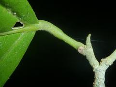 Quararibea asterolepis