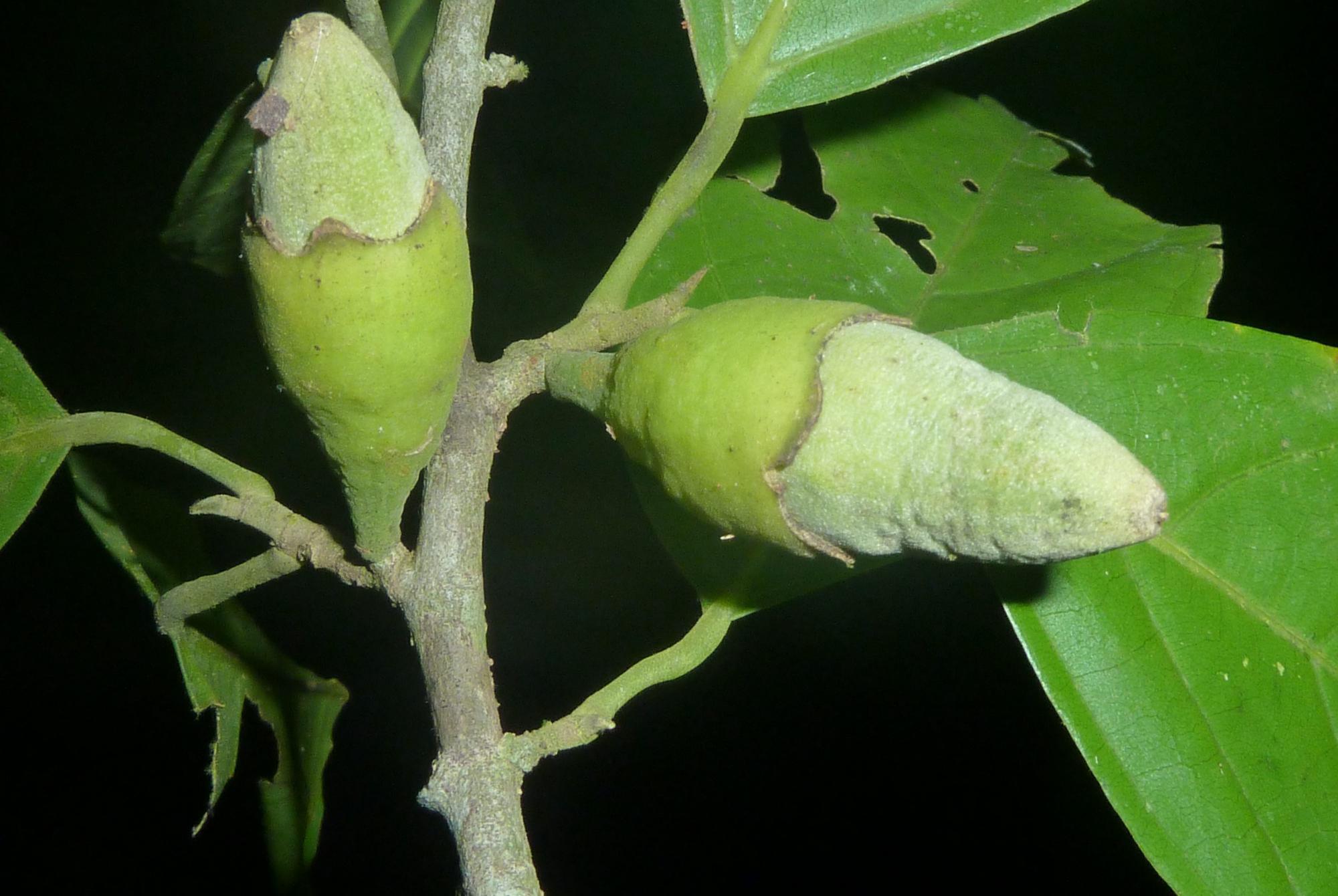 Quararibea asterolepis