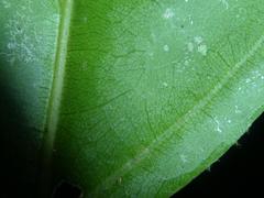 Quararibea asterolepis