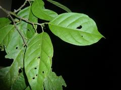 Quararibea asterolepis