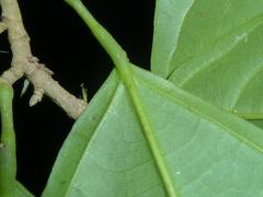 Quararibea asterolepis